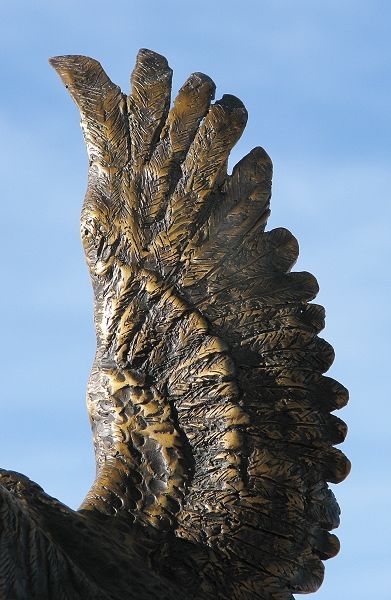 wing detail